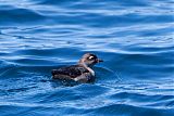 Cassin's Auklet